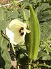 okra, flower, pod