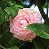 Camellia japonica, pink perfection
