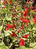 Salvia coccinea, Texas sage, hummingbird plant, Lamiaceae