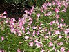 torenia, wishbone flower, summer pansy, annual flowertore