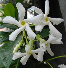 trachelospermum jasminoides, confederate jasmine, star jasmine, white flowers, fragrant, apocynaceae
