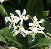 trachelospermum jasminoides, confederate jasmine, star jasmine, evergreen vine, vanilla scent, fragrant white flowers