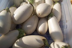 white eggplant, solanum melongena