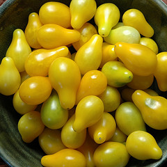 yellow pear tomatoes